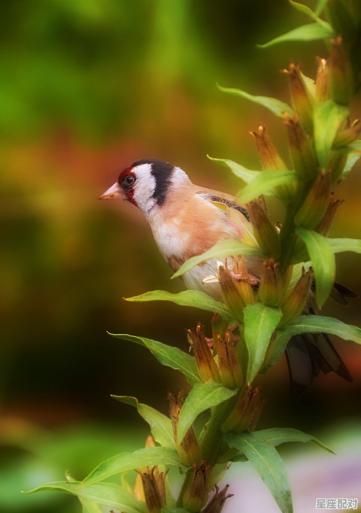 家门口出现蛇盘身，是好是坏，梦到家门口有蛇 - 星座运势
