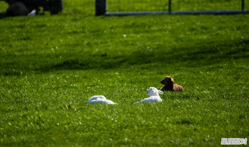 六只绵羊什么意思,做梦梦到羊是什么意思 - 星座运势