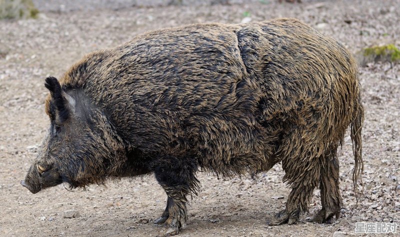 单家独户是什么动物,独行天下有什么生肖 - 星座运势