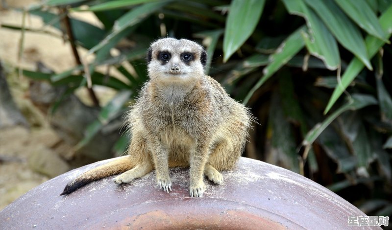 动物五味是哪五味_世界上最常出现的数字 动物五味是哪五味_世界上最常出现的数字 - 星座运势