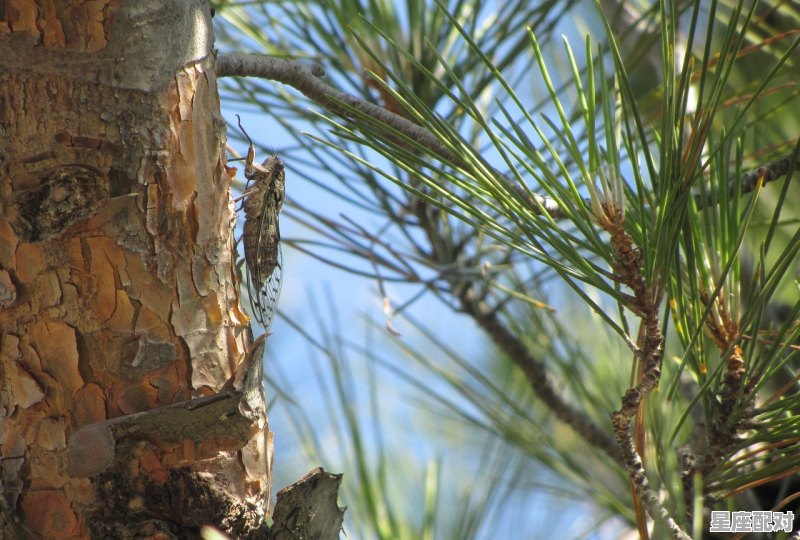 知了的幼虫是什么,梦到蝉的幼虫 - 星座运势