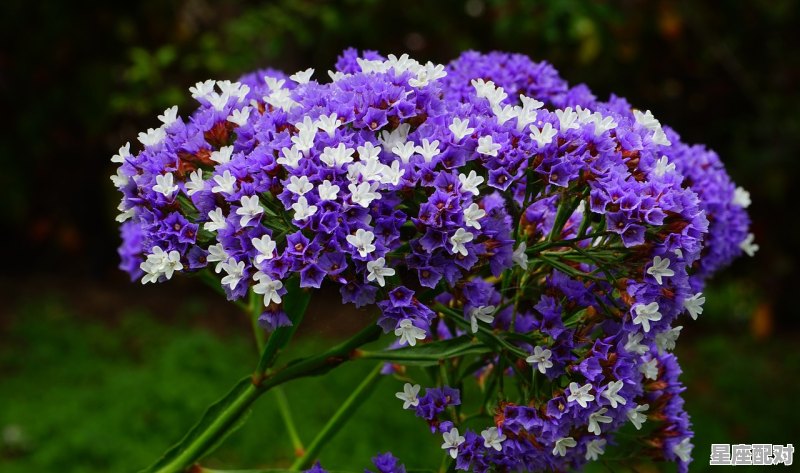 12月是什么星座最标准的_12月是什么星座 12月是什么星座最标准的_12月是什么星座 - 星座运势