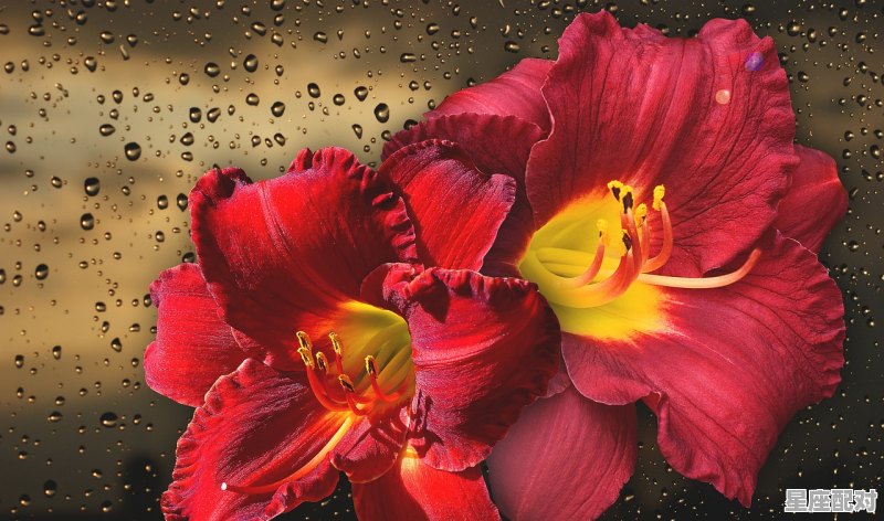 马永贞属什么生肖,马永贞属什么生肖 - 星座运势