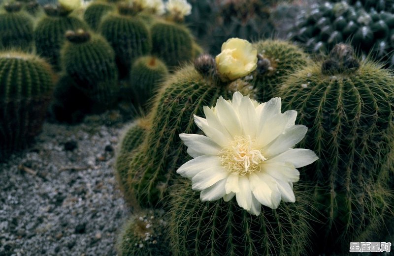 桐华介绍,根株附丽是指什么生肖 - 星座运势