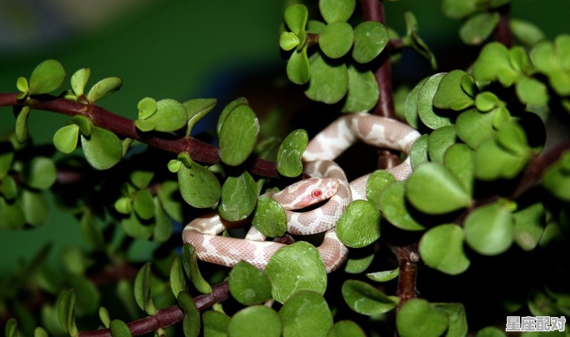 狮子踩蛇是什么意思，梦到踩蛇了 - 星座运势