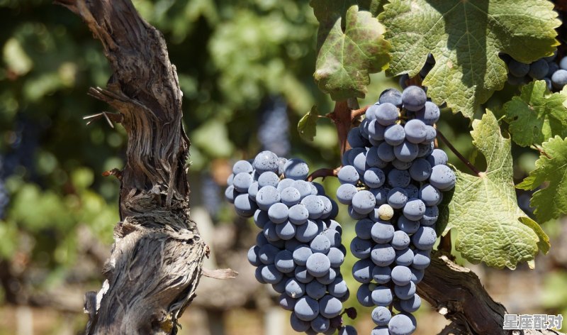 自己动手摘葡萄发朋友圈_产地采摘葡萄后如何保存 自己动手摘葡萄发朋友圈_产地采摘葡萄后如何保存 - 星座运势