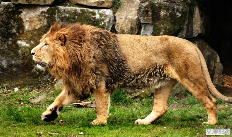 91年是属羊吗,金羊座男性格 91年是属羊吗,金羊座男性格 - 星座运势