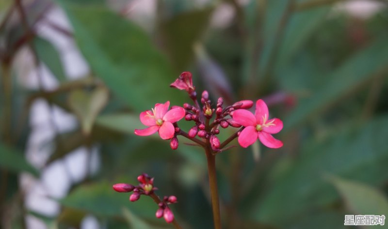 天秤男和白羊女可以在一起吗_白羊女和天秤男能长久吗 天秤男和白羊女可以在一起吗_白羊女和天秤男能长久吗 - 星座运势