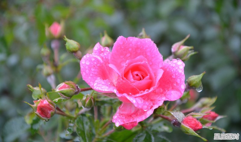 受益匪浅是什么动物_8个最好用的手机App有哪些推荐?绝对不套路 受益匪浅是什么动物_8个最好用的手机App有哪些推荐?绝对不套路 - 星座运势