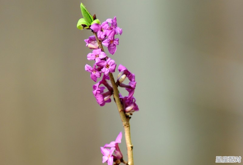 1993年,农历9月21日属鸡人的运程和性格_今日属鸡女的运势 1993年,农历9月21日属鸡人的运程和性格_今日属鸡女的运势 - 星座运势