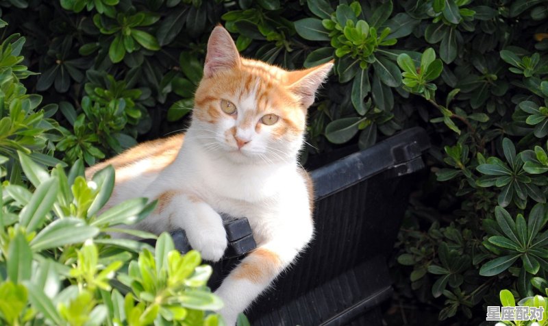 什么动物是勤劳善良勤勤恳恳_最勤劳的生肖是什么 什么动物是勤劳善良勤勤恳恳_最勤劳的生肖是什么 - 星座运势