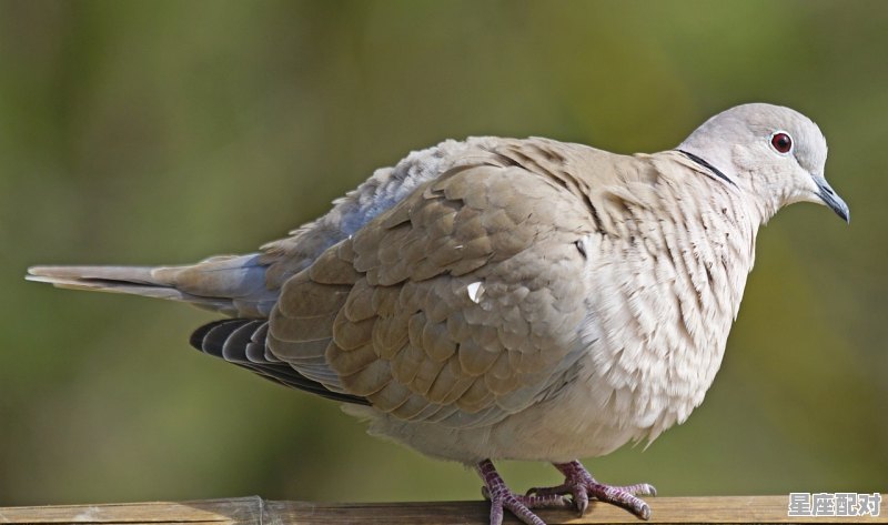 白天怎么抓知了猴，梦到捉知了猴 - 星座运势