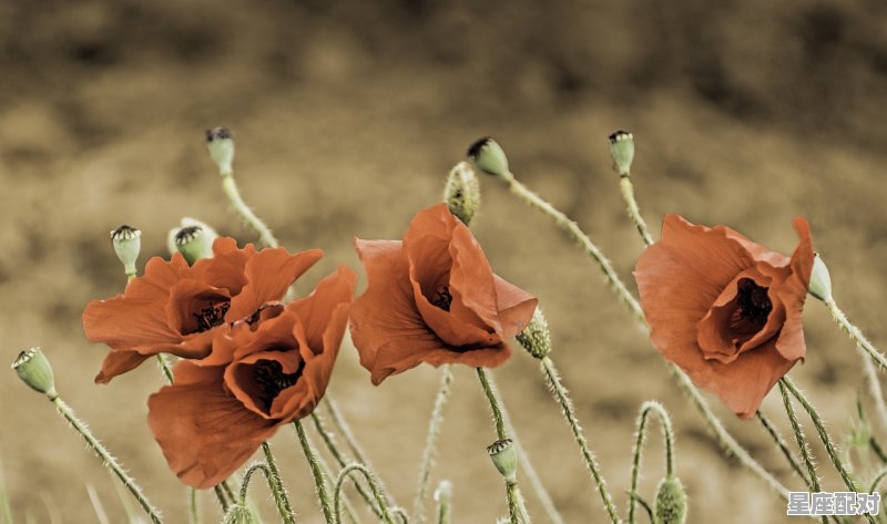 鼠无眼牛无牙虎无颈，没胃的是什么生肖 - 星座运势