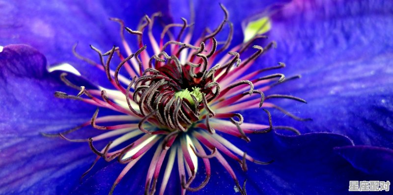 凡人哲思小故事，血脉之缘是什么生肖 - 星座运势