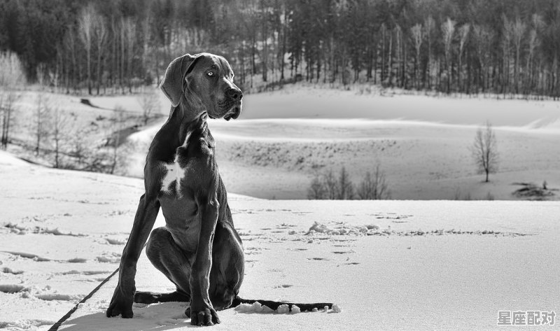 假如什么星座么,假如什么星座么 - 星座运势