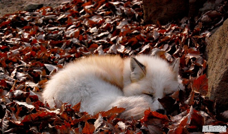 妲己什么时候变成狐狸的_什么叫变狐狸 - 星座运势