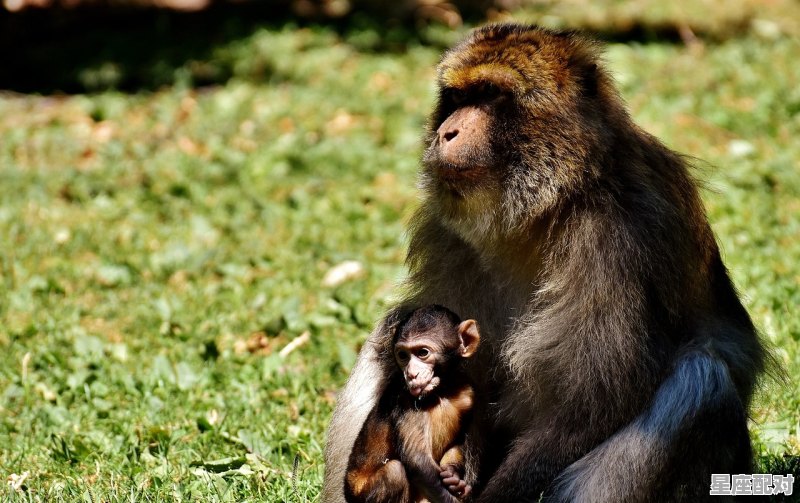 2016年六月份的猴是什么星座_32年出生的今年多大了 - 星座运势