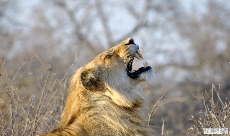 狮子男最爱哪个星座女,狮子男最完美的星座配对是什么意思 狮子男最爱哪个星座女,狮子男最完美的星座配对是什么意思 - 星座运势