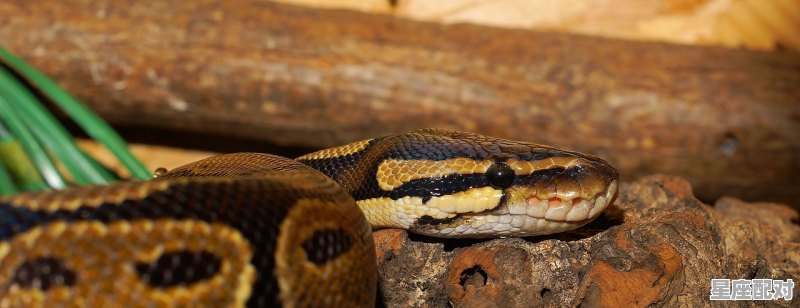 属蛇的吉利微信名字_2001是属什么的 属蛇的吉利微信名字_2001是属什么的 - 星座运势