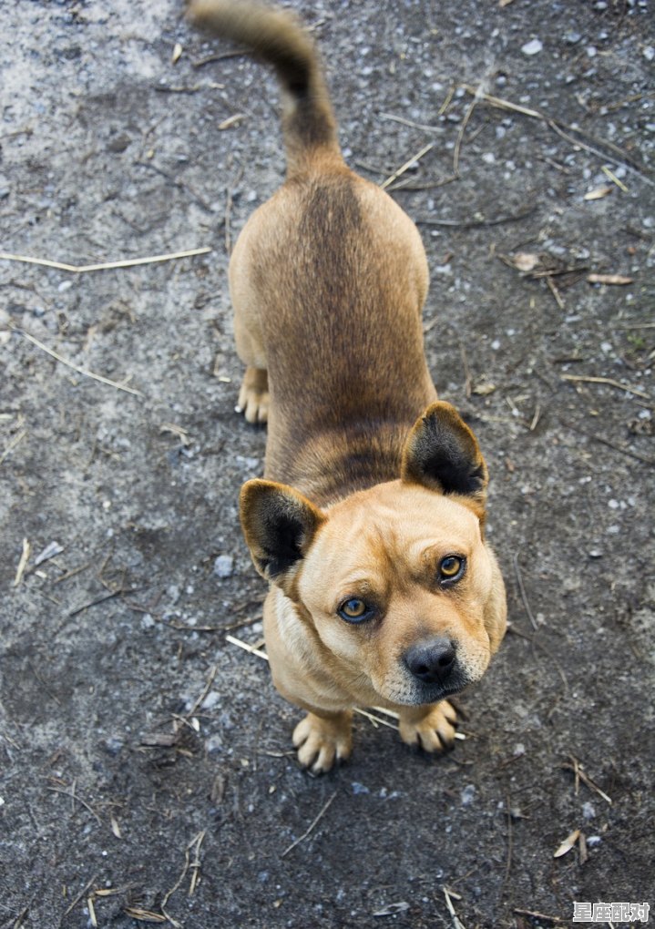 性情刚烈，知错就改代表什么动物，买冲动动物是什么生肖 - 星座运势