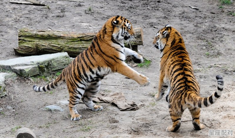 一气呵成是什么动物_虎茅瓶身有个小坑正常吗 一气呵成是什么动物_虎茅瓶身有个小坑正常吗 - 星座运势