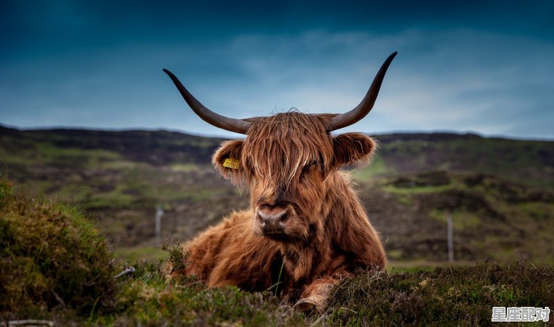 2022年春节初一属相是什么,属牛属猪今日运势 2022年春节初一属相是什么,属牛属猪今日运势 - 星座运势