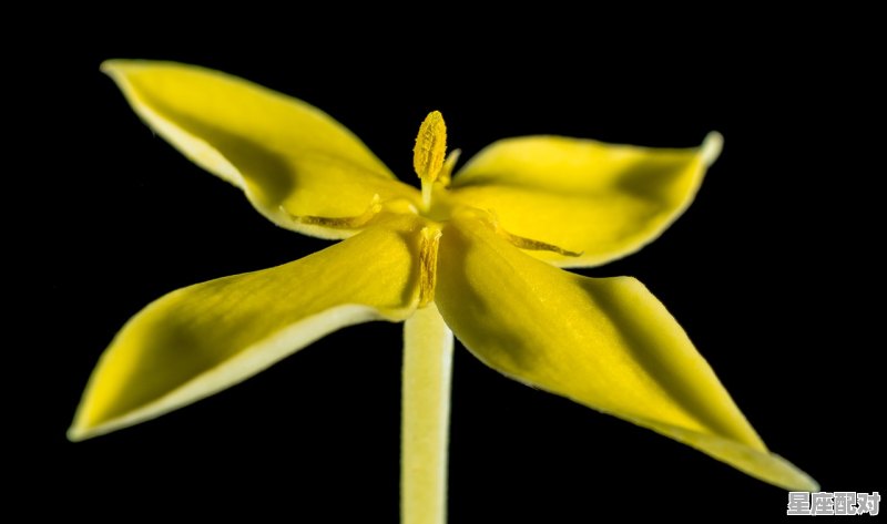 唯一能降住天蝎的星座女生_天蝎座女此生最爱哪个星座 - 星座运势