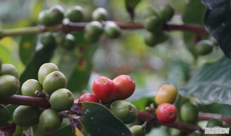 越南人喜欢的茶_越南铁木砧板怎么保养 - 星座运势