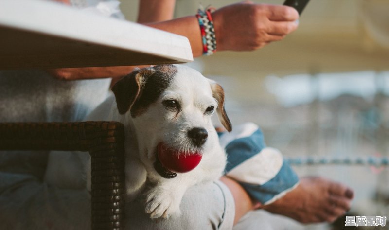 东西不愿意分的是什么动物，东西二人指什么生肖 - 星座运势