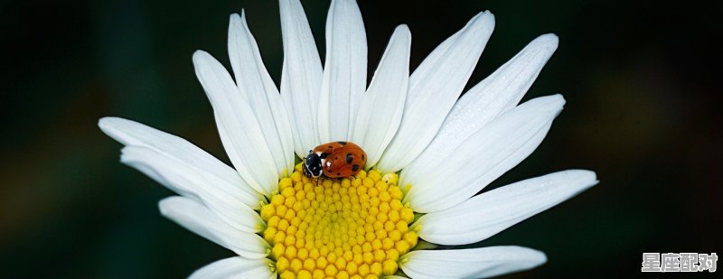 世界上最稀有的珍品,夜明珠是指什么生肖 世界上最稀有的珍品,夜明珠是指什么生肖 - 星座运势