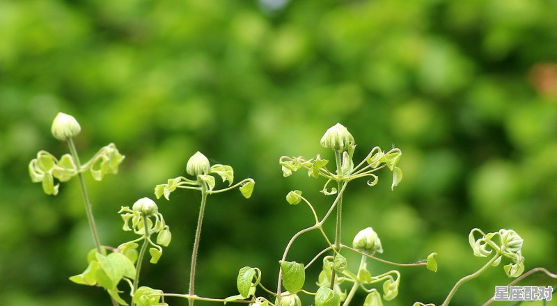 五月上旬是什么星座，5月5什么星座是什么 - 星座运势