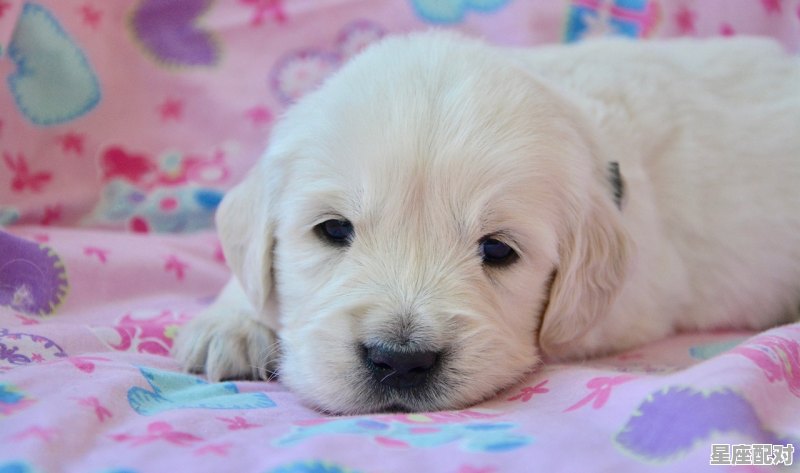 先生,是什么动物_问男的年龄的礼貌用语 先生,是什么动物_问男的年龄的礼貌用语 - 星座运势