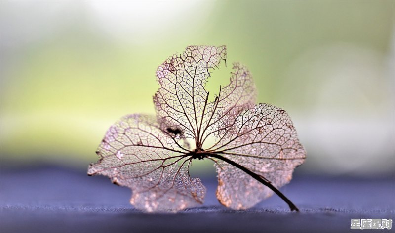 形容双子座性格的一句话,双子座性格鲜明 形容双子座性格的一句话,双子座性格鲜明 - 星座运势