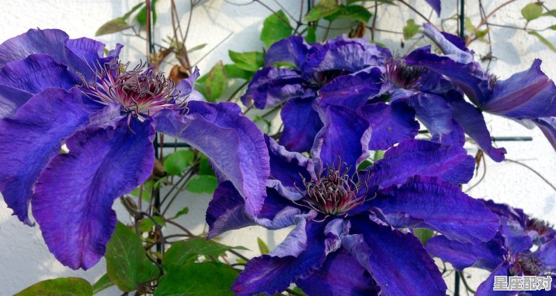 桃花开跟什么动物有关,欲钱买蝴蝶是什么生肖 桃花开跟什么动物有关,欲钱买蝴蝶是什么生肖 - 星座运势