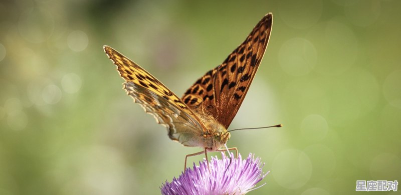 世界七神兽,自始至终是指什么生肖 - 星座运势