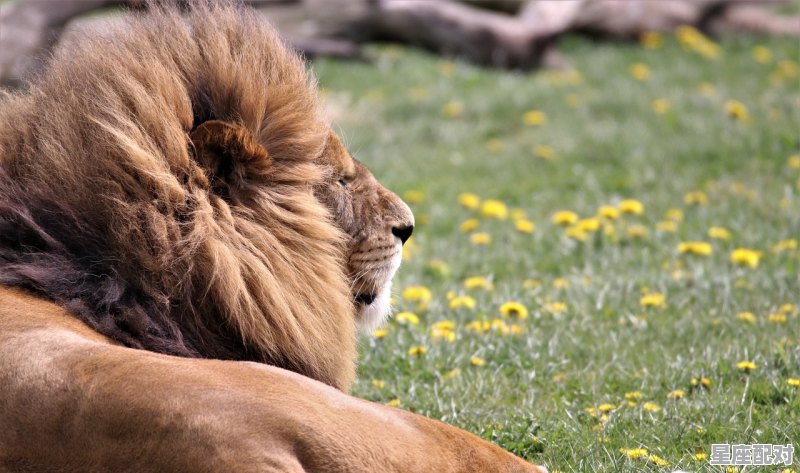羊女天蝎座和猴男狮子座的婚姻状况_形容羊性格的词语 羊女天蝎座和猴男狮子座的婚姻状况_形容羊性格的词语 - 星座运势