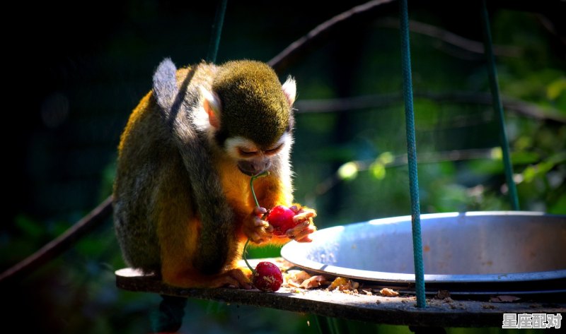 9几年是属猴,十变九换是什么生肖 9几年是属猴,十变九换是什么生肖 - 星座运势