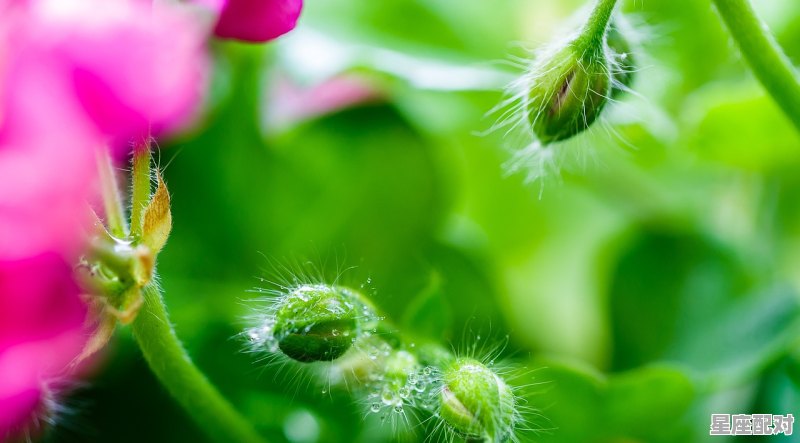 对巨蟹座冷淡有用吗_巨蟹座冷落一个人是什么意思 - 星座运势