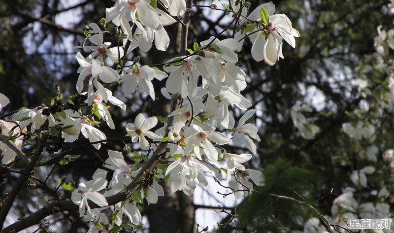 描写玉兰花的诗句，梦到玉兰花开 - 星座运势
