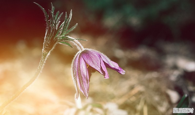 双子座是多少度角，双子性格巨蟹座 - 星座运势