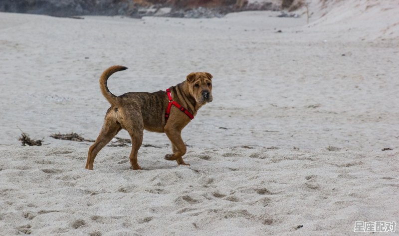 牙都掉了啥意思_做梦梦到牙齿掉了好多 - 星座运势