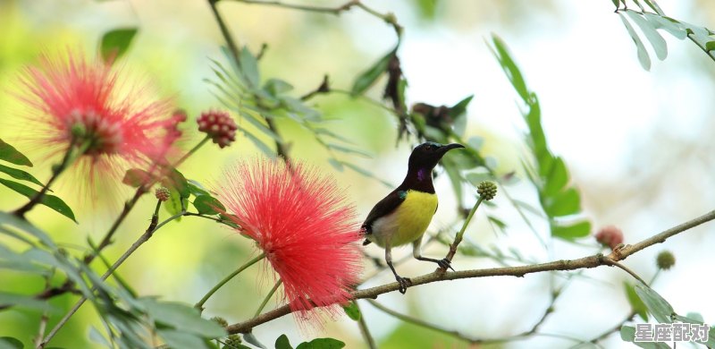 独坐敬亭山的意思，敬亭什么星座 - 星座运势