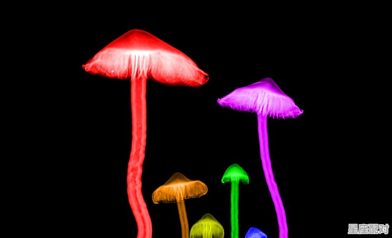 7月份的狮子座性格,性格优势狮子座 - 星座运势