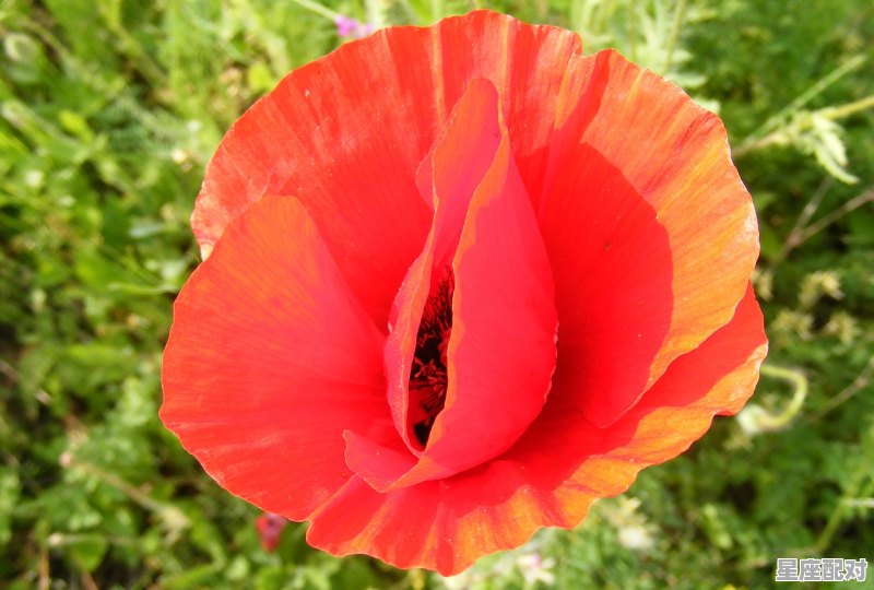 祝福考试成功的句子五个字,梦到考试考得好 祝福考试成功的句子五个字,梦到考试考得好 - 星座运势