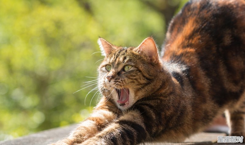 为什么每次出门时我家猫咪就咬我,梦到好多猫咬我 为什么每次出门时我家猫咪就咬我,梦到好多猫咬我 - 星座运势