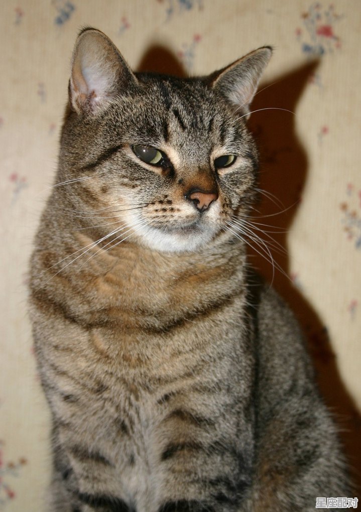 野性十足是什么意思指动物_红牛是啥动物 - 星座运势