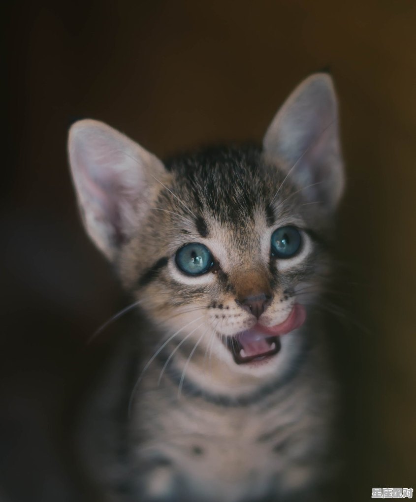 看见藏羚羊是有什么说法，藏羚羊今日运势 - 星座运势