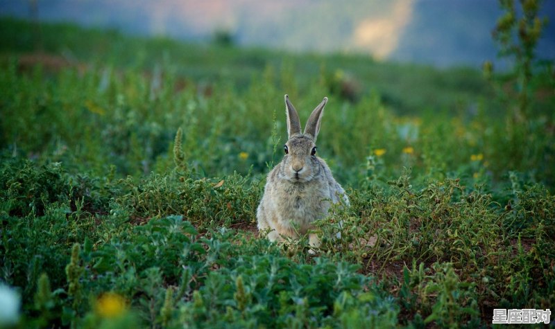 长短脚的动物有哪些,十二生肖什么动物没有脚 - 星座运势