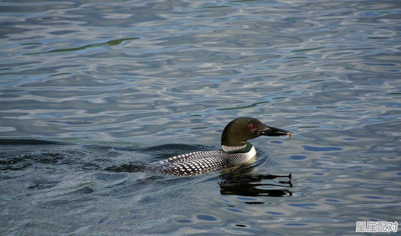白龙的寓意和象征_水有龙什么寓意 - 星座运势