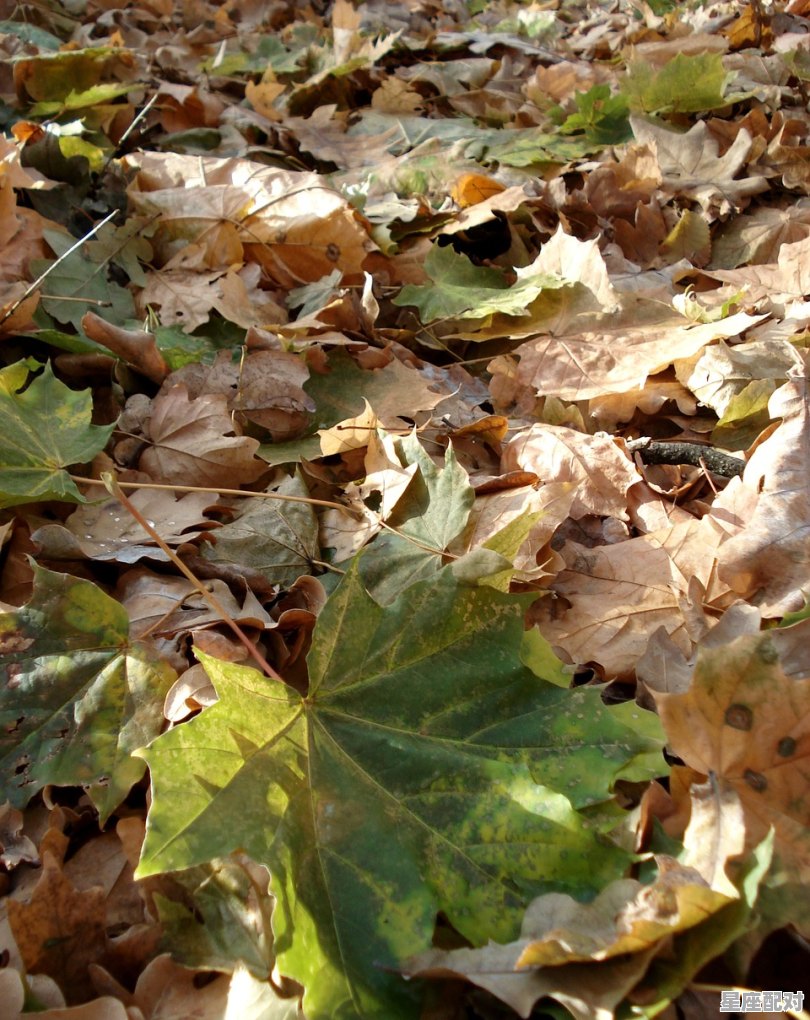 青蛇在中国代表什么象征意义_梦到两条小青蛇 青蛇在中国代表什么象征意义_梦到两条小青蛇 - 星座运势